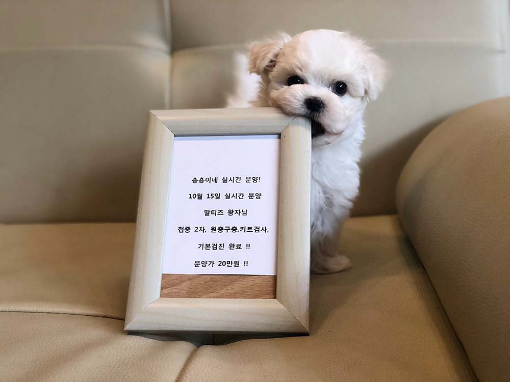 Ƽ